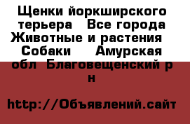 Щенки йоркширского терьера - Все города Животные и растения » Собаки   . Амурская обл.,Благовещенский р-н